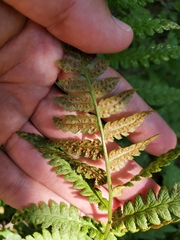Dryopteris clintoniana