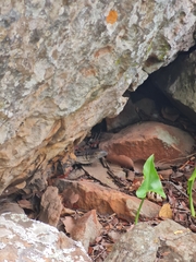 Varanus albigularis albigularis