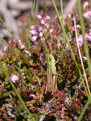 Pseudochorthippus parallelus erythropus