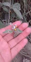 Solanum nigrescens