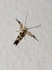 Stathmopoda melanochra