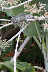 Iguana iguana