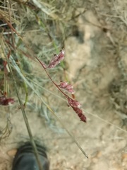 Urochloa serrata