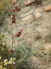 Urochloa serrata