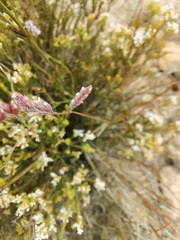 Urochloa serrata
