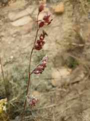 Urochloa serrata