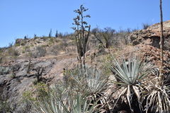 Puya coerulea