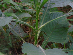 Brillantaisia