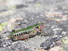 Cophopodisma pyrenaea