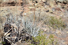 Puya coerulea