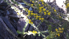 Aspalathus ericifolia