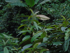 Saurauia