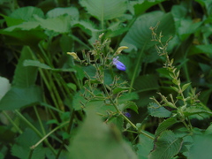 Brillantaisia