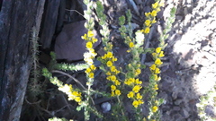 Aspalathus ericifolia