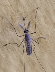 Culicinae