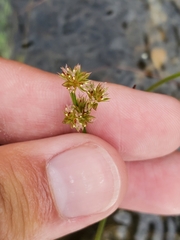 Juncus nodosus