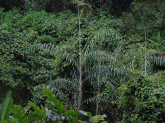 Plectocomia elongata