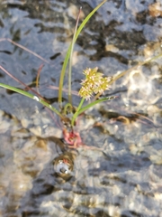Juncus nodosus