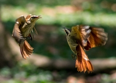 Lepidocolaptes angustirostris