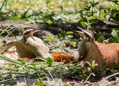 Lepidocolaptes angustirostris