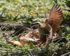 Lepidocolaptes angustirostris