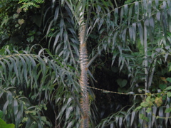 Plectocomia elongata