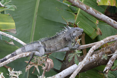Iguana iguana