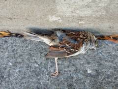 Zonotrichia albicollis