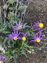 Senecio arenarius