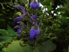 Brillantaisia