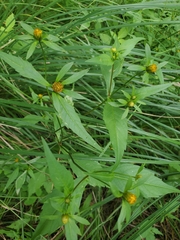 Bidens connata