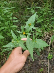 Bidens connata