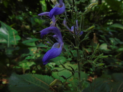 Brillantaisia