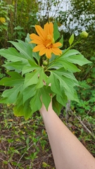 Tithonia diversifolia