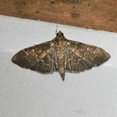 Pilocrocis ramentalis