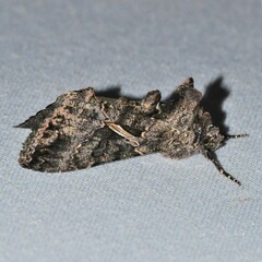 Ctenoplusia oxygramma