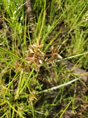 Cyperus diandrus
