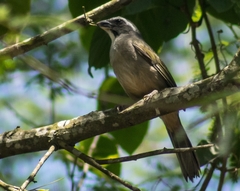Saltator similis