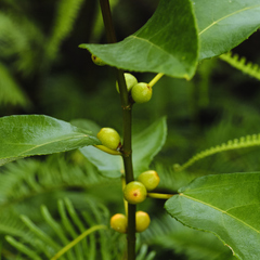 Ficus grossularioides