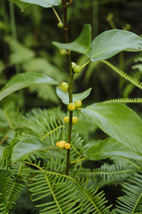 Ficus grossularioides