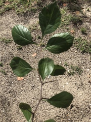 Crataegus berberifolia