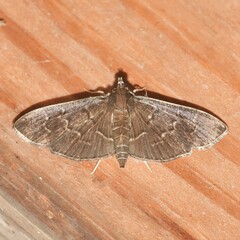 Pilocrocis ramentalis