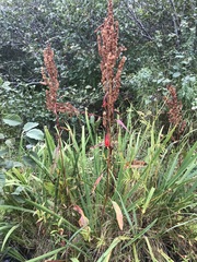 Rumex britannica
