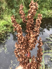 Rumex britannica