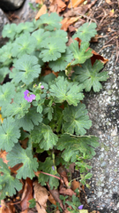 Geranium pyrenaicum