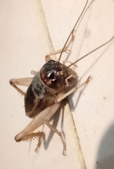 Anurogryllus
