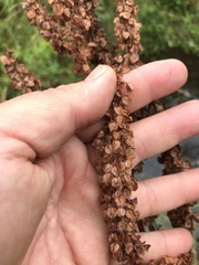 Rumex britannica