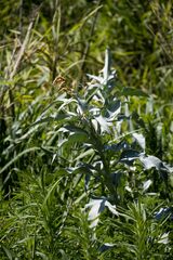 Persicaria senegalensis