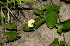 Hewittia malabarica