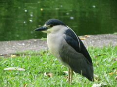 Nycticorax nycticorax